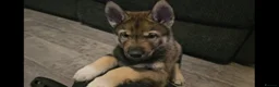 Utonagan dogs for sale: German Shep x Malamute x Husky Puppies - Advert 31
