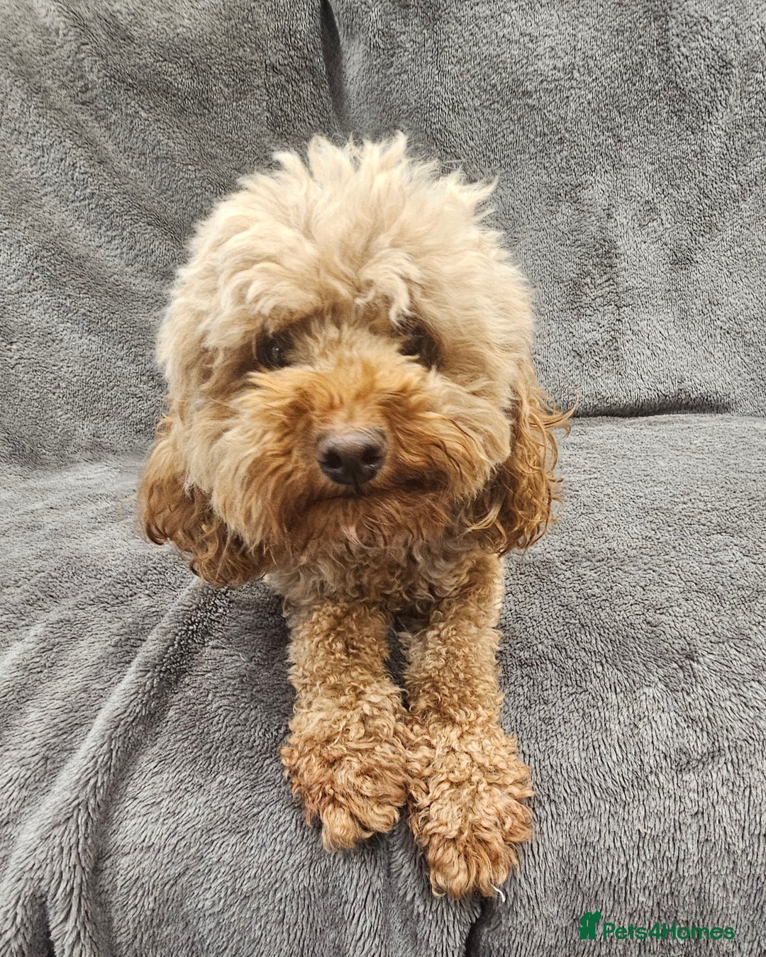 Toy Poodle dogs for sale: Beautiful Red Toy Poodle Puppies - Advert 2