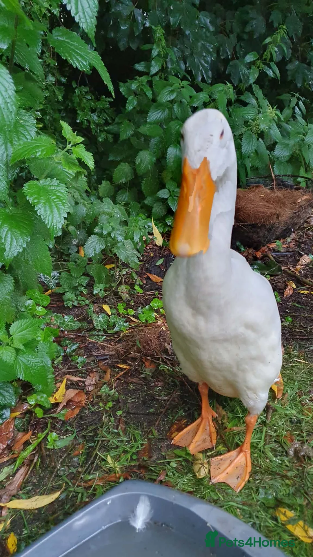 Ducks poultry for sale: Runner Ducks  - Advert 1