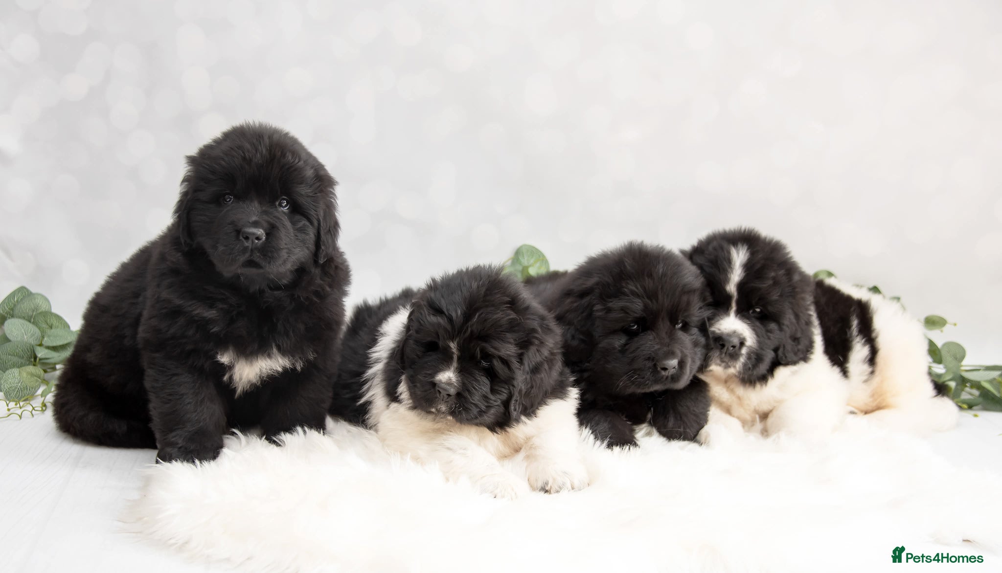 Newfoundland dogs Beautiful RKC registered Newfoundland Puppies - Advert 4