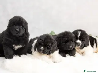 Newfoundland dogs Beautiful RKC registered Newfoundland Puppies - Advert 4