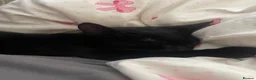Bombay cats for sale: Shadow - Advert 3