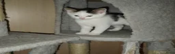 Mixed Breed cats for sale: Bengal mixed breed kittens  in Oldham - Advert 2