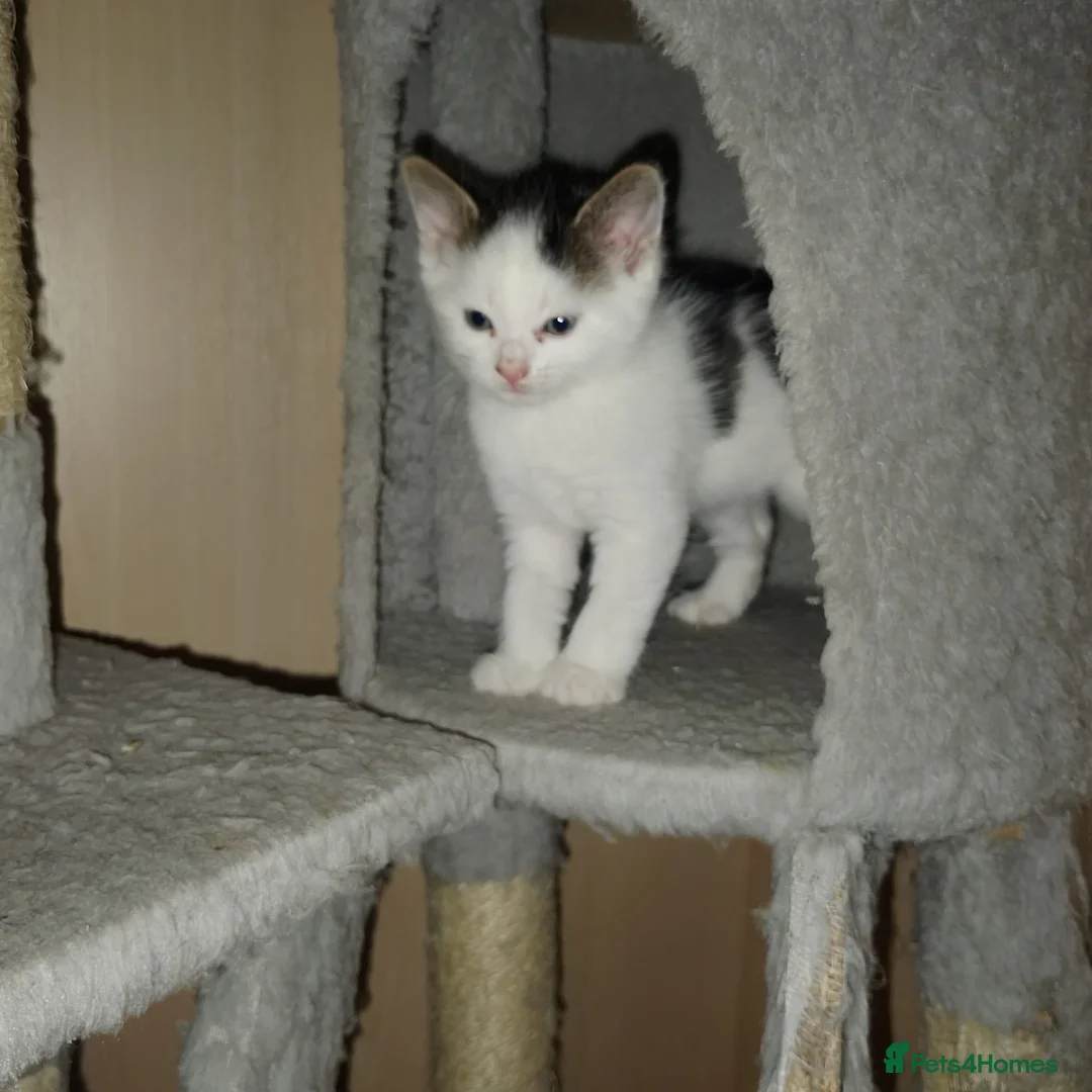 Mixed Breed cats for sale: Bengal mixed breed kittens  in Oldham - Advert 2