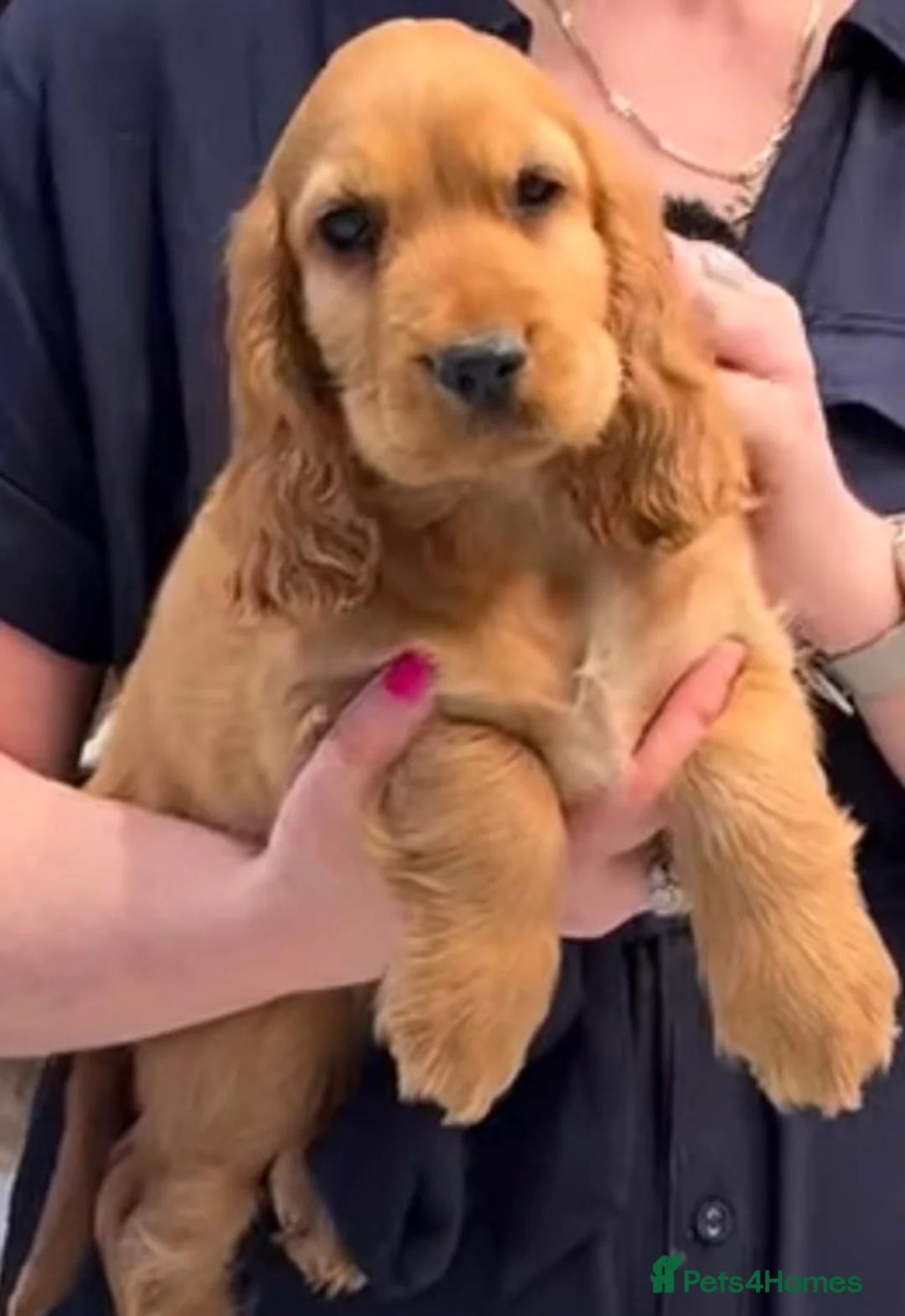 Cocker Spaniel dogs for sale: 🌟Stunning 100% show cocker kc & health tested - Advert 1