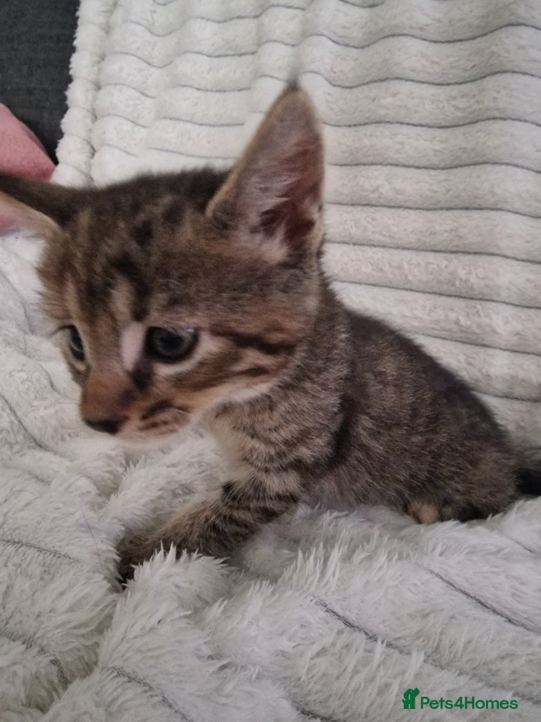 Mixed Breed cats for sale: Maine coon mixed kitchens - Image 14