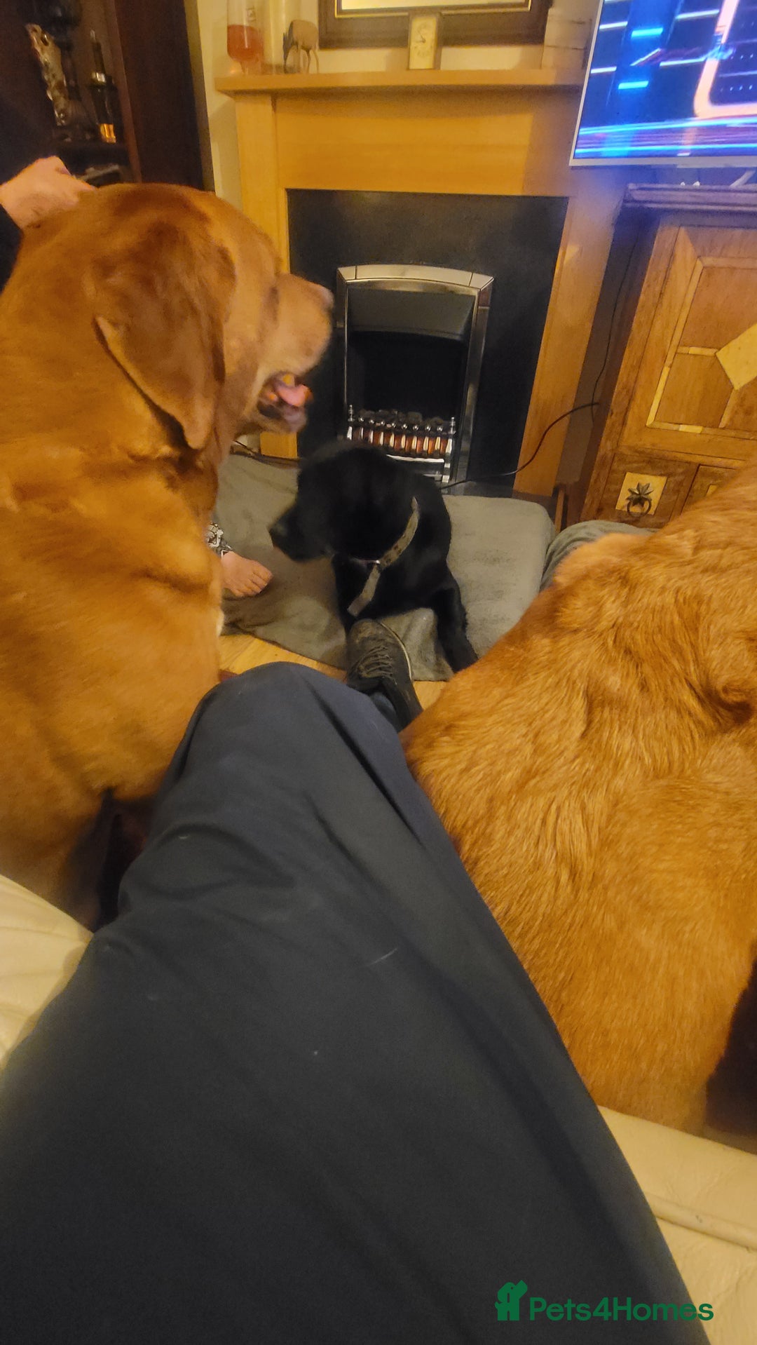 Labrador Retriever dogs for sale: EXCEPTIONAL CHARISMATIC YOUNG SUPERSTAR PUP - Advert 4