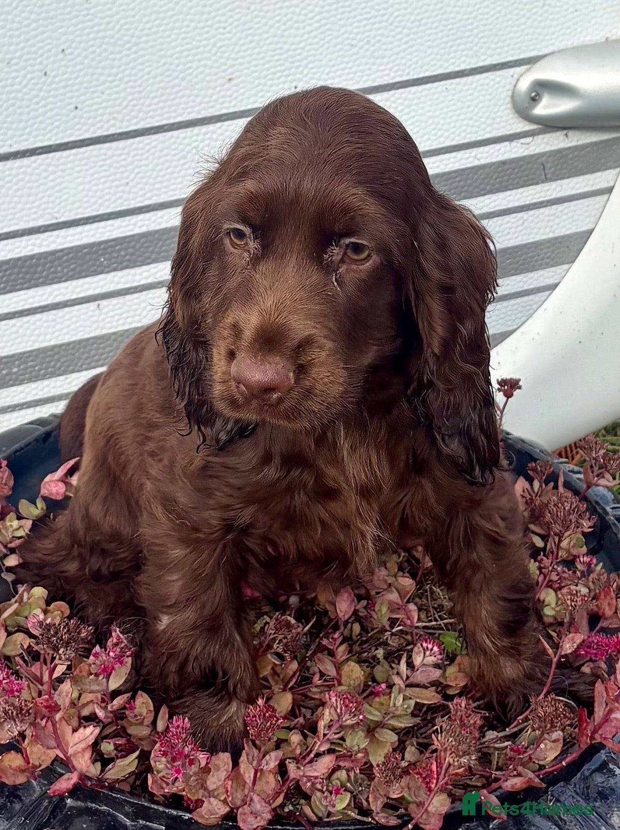 Cocker Spaniel dogs Show type cocker spaniels - Advert 1