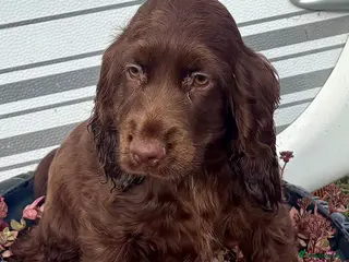 Cocker Spaniel dogs Show type cocker spaniels - Advert 1