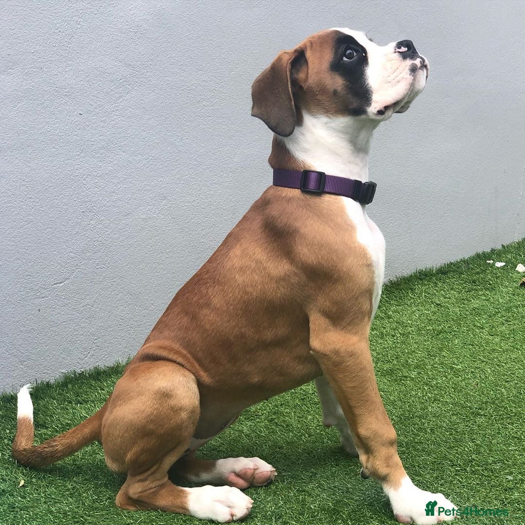 Boxer dogs for sale: Cute Boxer Puppy for Rehome - Image 4