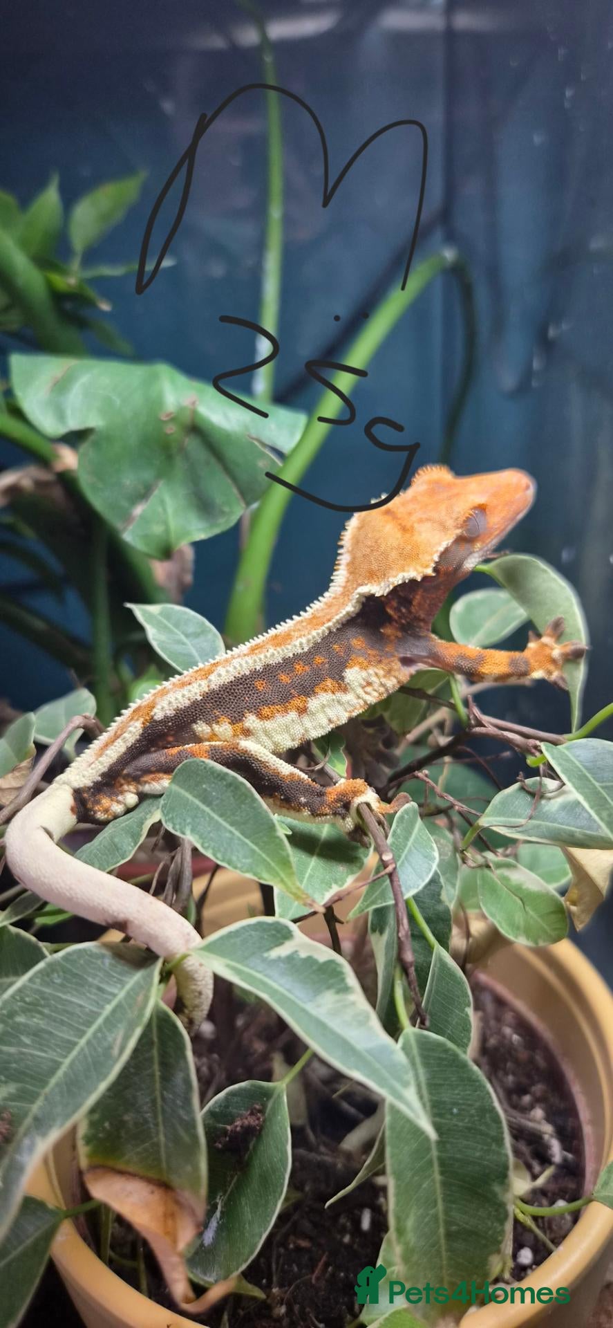 Gecko reptiles Breeding cresties and gargs and babies - Advert 5