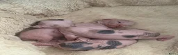Sphynx cats for sale: sphynx kittens for reservations  - Advert 10