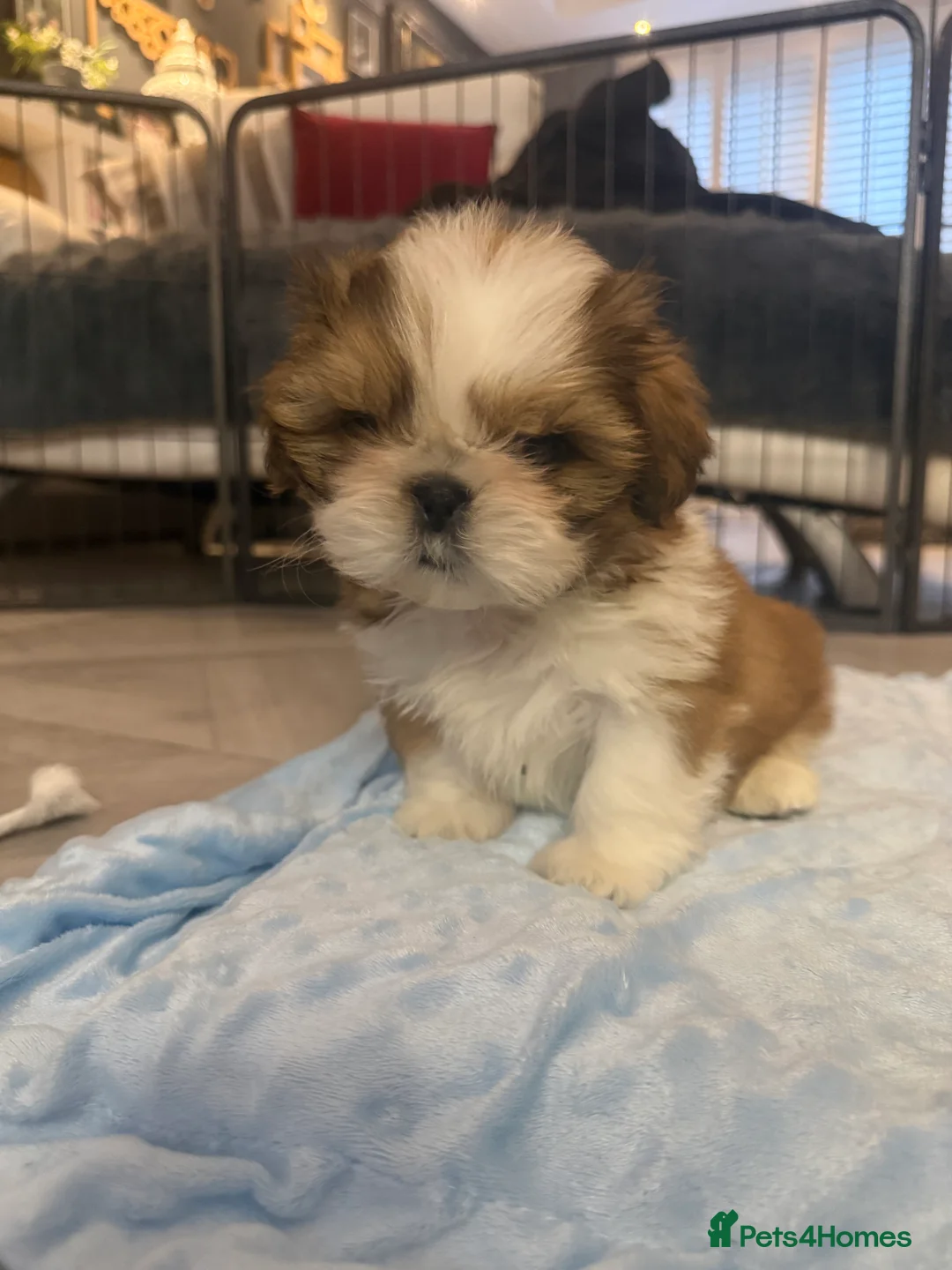 Shih Tzu dogs for sale: Stunning breed standard Shih Tzus  - Advert 10