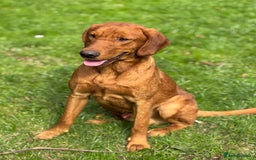 Labrador Retriever dogs for sale: Part-trained fox red Lab,FULLY HEALTH TEST PARENTS - Image 6