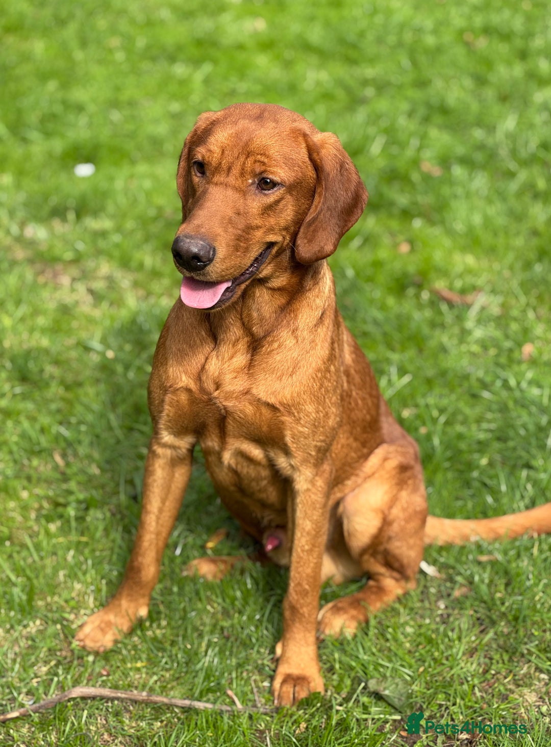 Labrador Retriever dogs for sale: Part-trained fox red Lab,FULLY HEALTH TEST PARENTS - Image 6