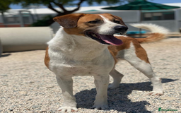 Mixed Breed dogs for adoption: Ricky - 1 application in 5 years!  - Image 1
