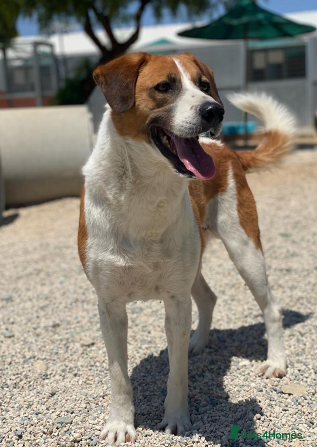 Mixed Breed dogs for adoption: Ricky - 1 application in 5 years!  - Image 1