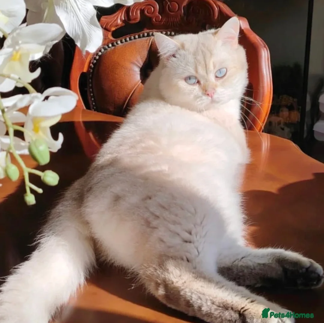 British Shorthair cats for sale: Scottish Fold/ Straight kittens available now - Advert 2