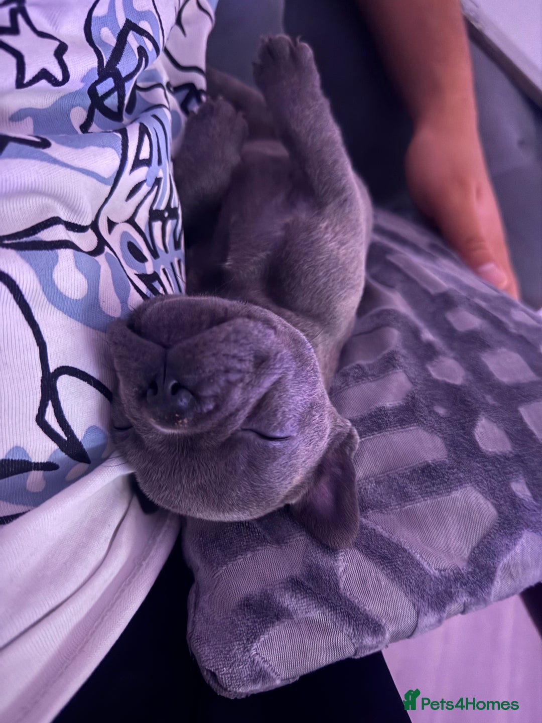 French Bulldog dogs for sale: 6 French bull dogs  - Advert 8