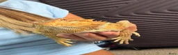Bearded Dragon reptiles for sale: Bearded Dragon  - Advert 2