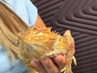 Bearded Dragon reptiles Bearded Dragon - Advert 3