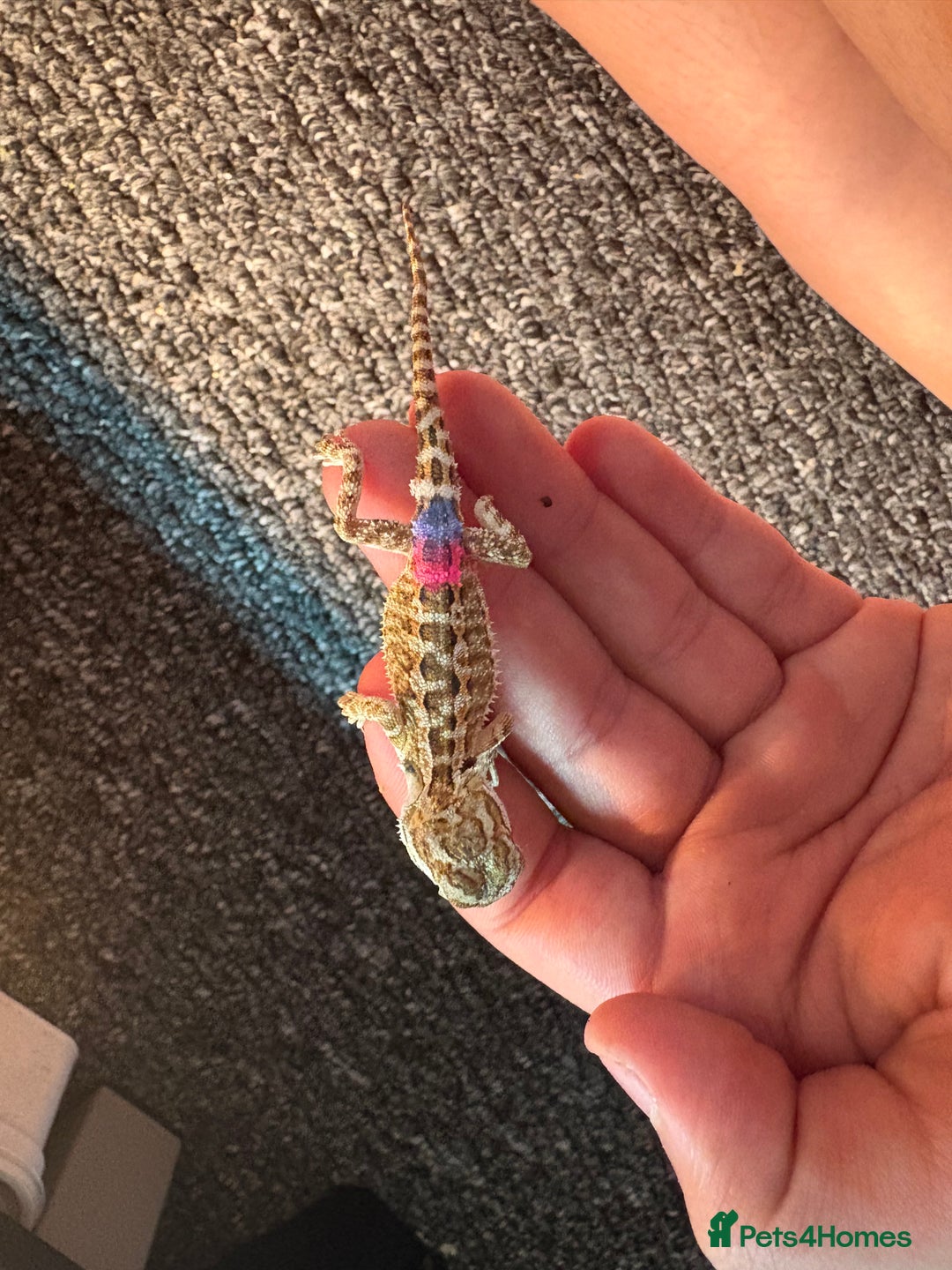 Dragon reptiles for sale: Viticans dragon - Image 20