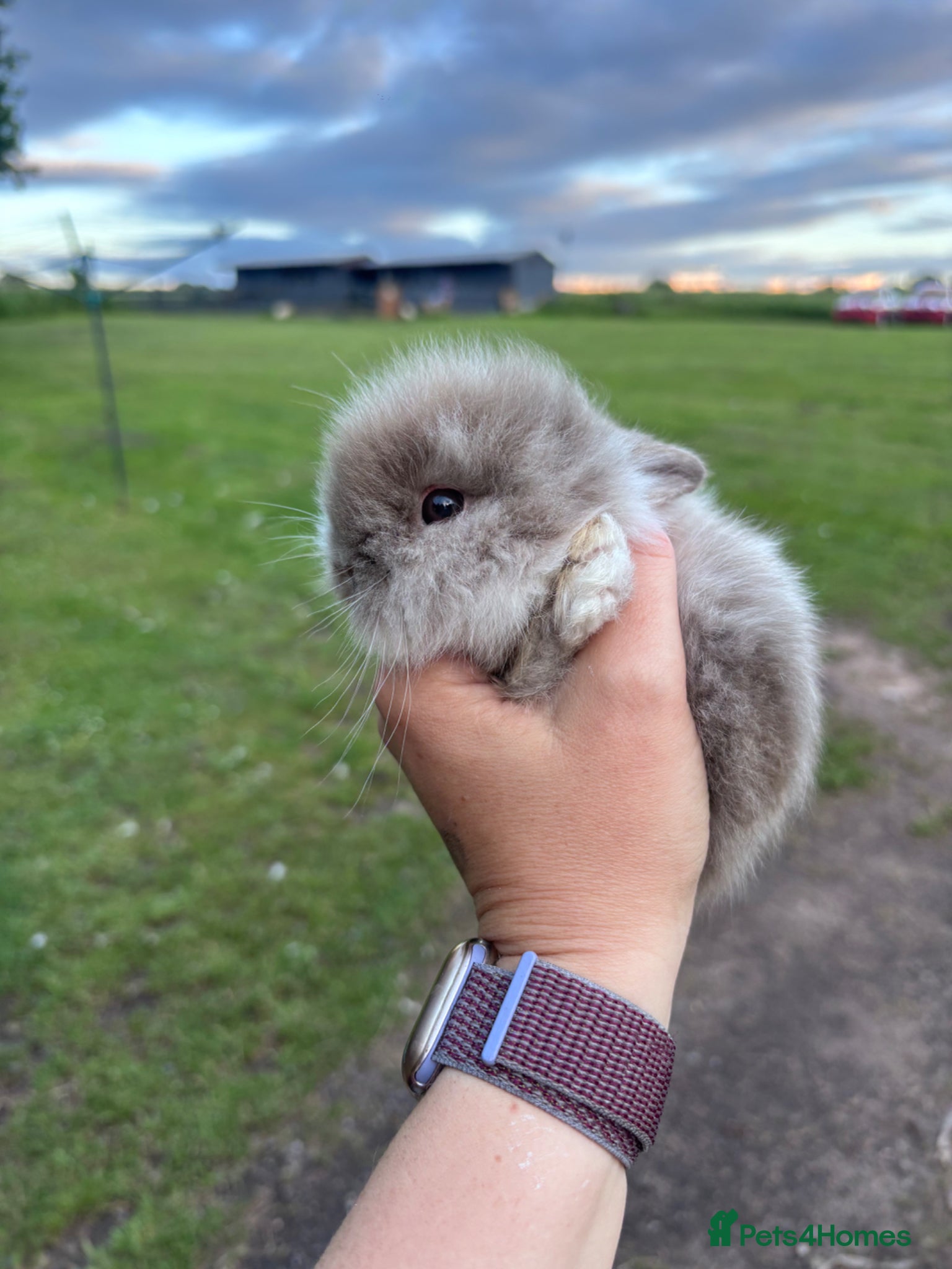 Lionhead rabbits for sale: Stunning lion head bunnies for sale  - Advert 16