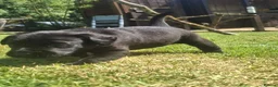 Labrador Retriever dogs for sale: Black bitch labrador  - Advert 2