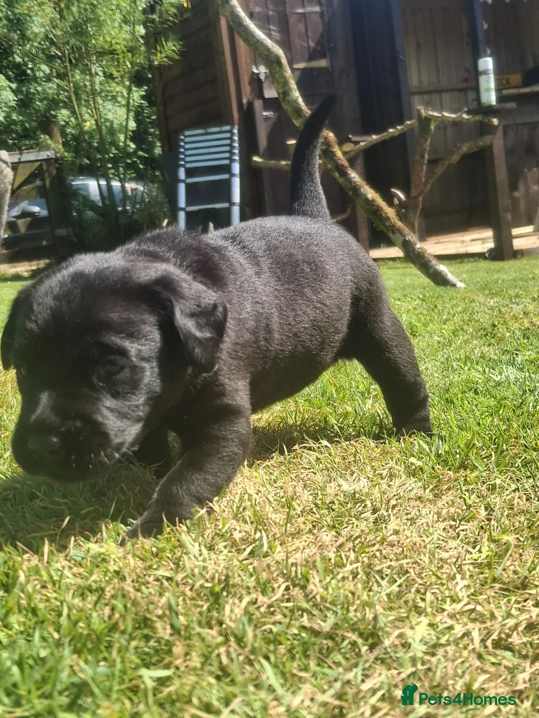 Labrador Retriever dogs for sale: Black bitch labrador  - Advert 2