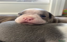 Boston Terrier dogs for sale: Stunning KC registered litter - Image 15