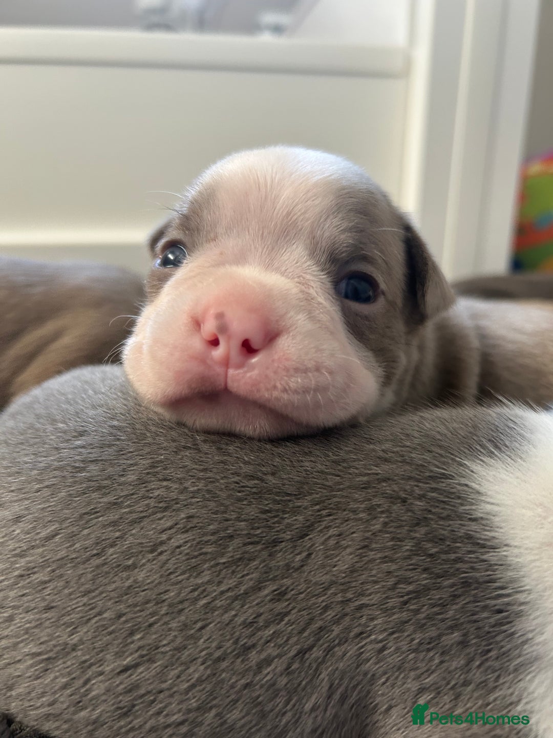 Boston Terrier dogs for sale: Stunning KC registered litter - Image 15