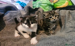 Russian Blue cats for sale: Russian blue mix - Image 1