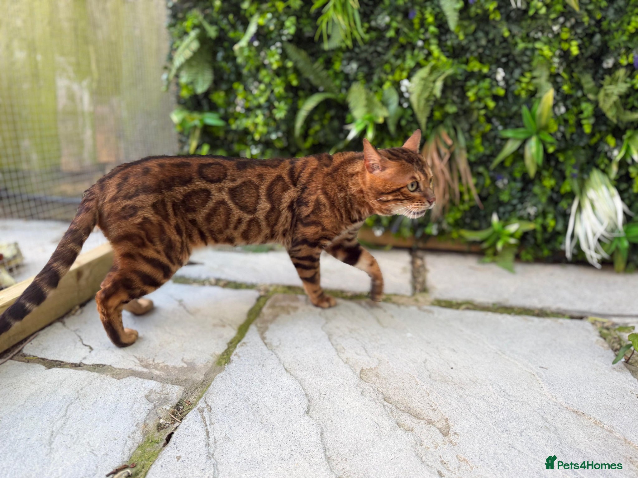 Bengal cats Brown Rosette Stud Available - Advert 1
