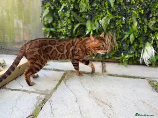 Bengal cats for stud: Brown Rosette Stud Available - Advert 2