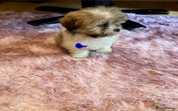 Lhasa Apso dogs for sale: Lhasa Apso Puppies 🐶  - Image 19