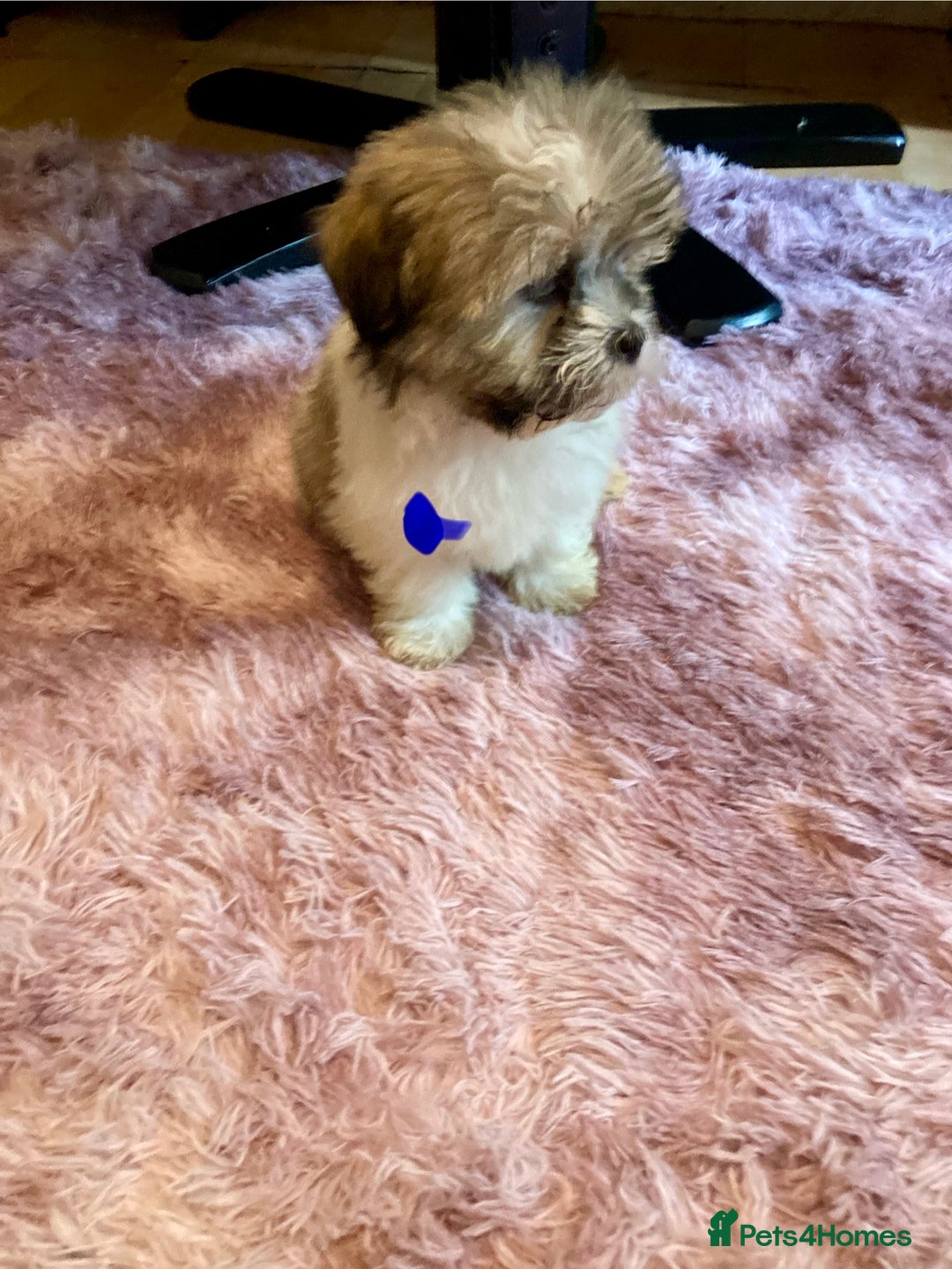 Lhasa Apso dogs for sale: Lhasa Apso Puppies 🐶  - Image 19