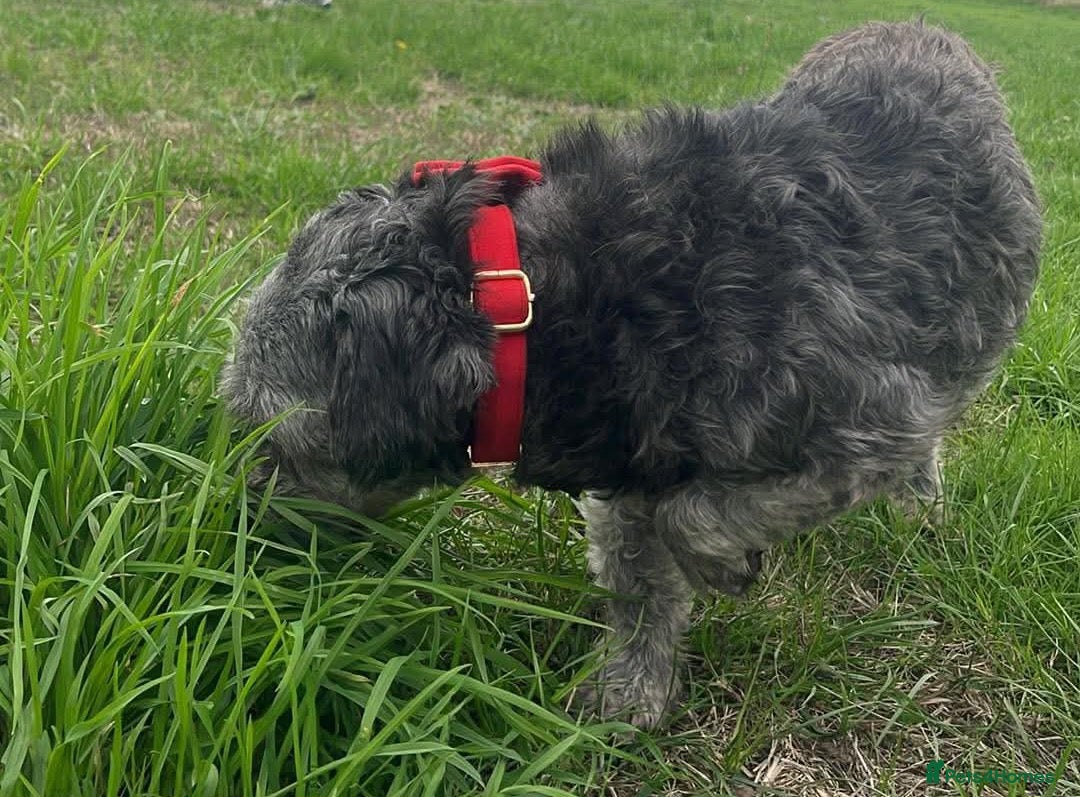 Mixed Breed dogs Two girls needs a new home  - Advert 5