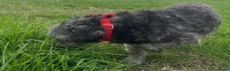 Mixed Breed dogs for sale: Two girls needs a new home  in Telford - Advert 1