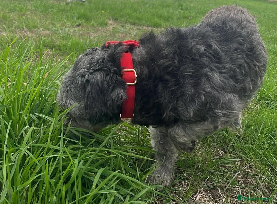 Mixed Breed dogs for sale: Two girls needs a new home  in Telford - Advert 1