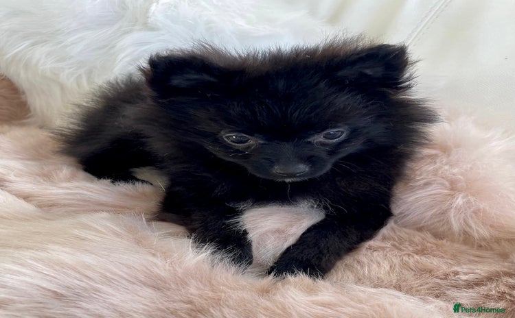 Pomeranian dogs - Advert 8