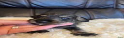 Dachshund dogs for sale: *Gamekeeper bred Wire Haired Dachshund Puppies* - Advert 23