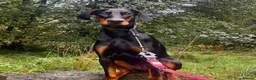 Dobermann dogs for sale: Black and Tan female Doberman  - Advert 3