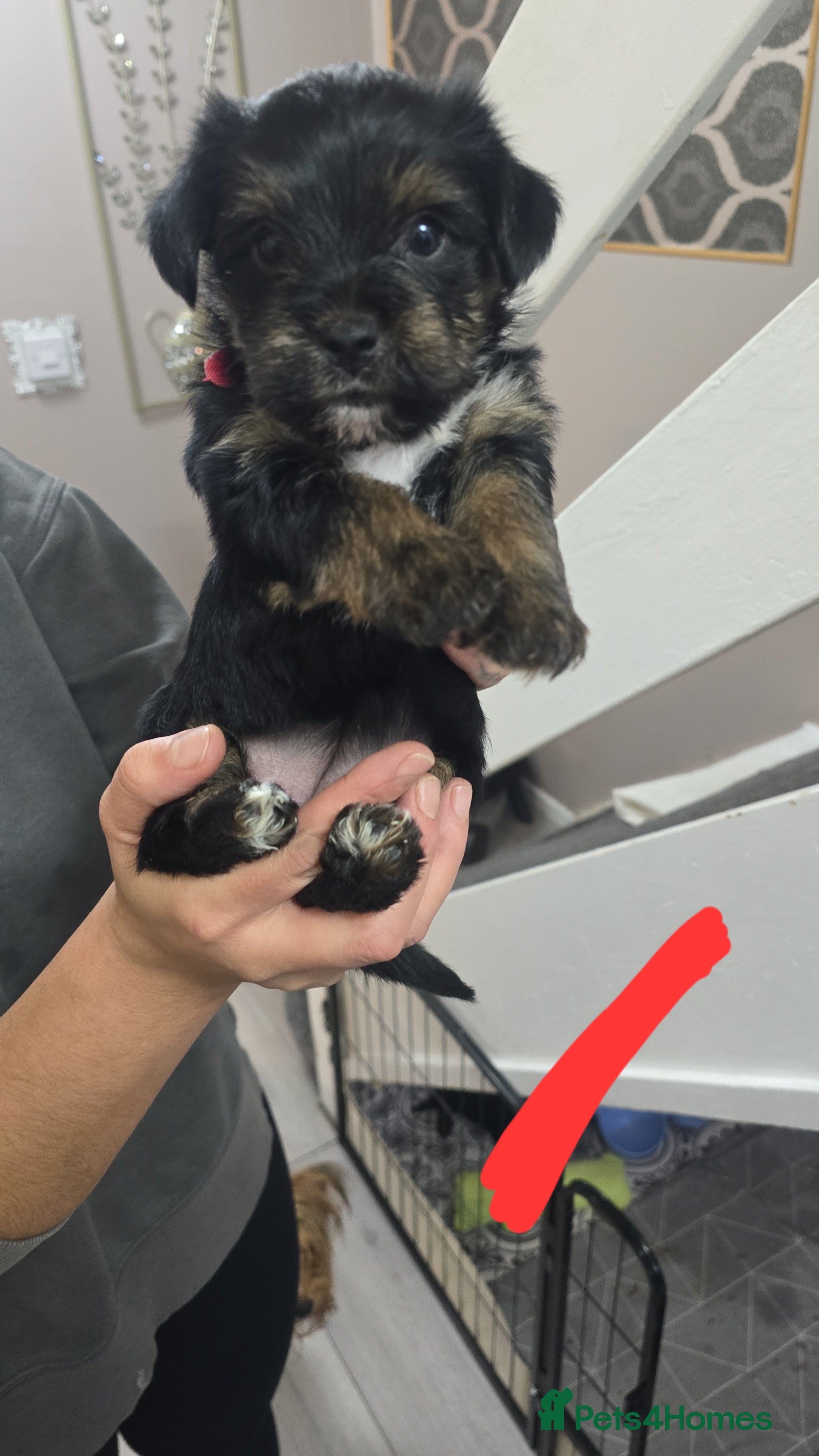 Mixed Breed dogs Yorkshire terier puppys - Advert 14