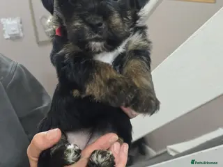Mixed Breed dogs Yorkshire terier puppys - Advert 18