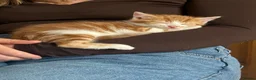 Mixed Breed cats for sale: Adorable farm kittens  - Advert 11