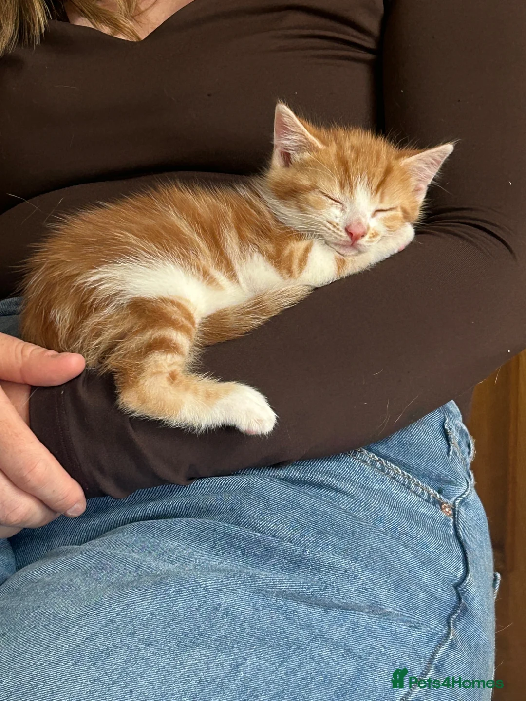 Mixed Breed cats for sale: Adorable farm kittens  - Advert 11