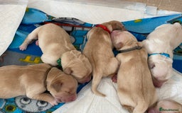 Golden Retriever dogs for sale: 🐾Sweet Golden Retriever Puppies-5 generation KC🐾 - Image 10