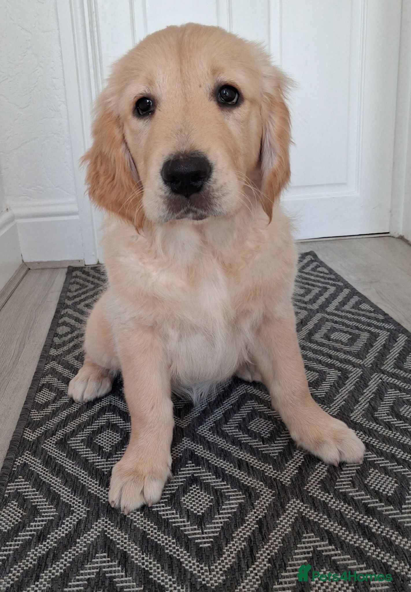 Golden Retriever dogs Only 1 girl ready to go!  - Advert 3