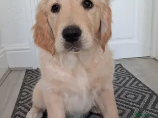 Golden Retriever dogs Only 1 girl ready to go! - Advert 3