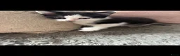 Mixed Breed cats for sale: Kittens  - Advert 2